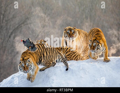 Mehrere sibirische Tiger stehen auf einem verschneiten Hügel und Beute fangen. China. Harbin. Mudanjiang Provinz. Hengdaohezi Park. Siberian Tiger Park. Stockfoto