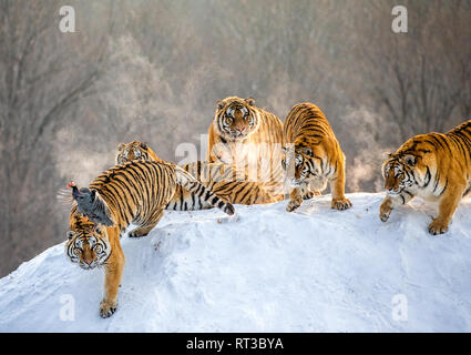 Mehrere sibirische Tiger stehen auf einem verschneiten Hügel und Beute fangen. China. Harbin. Mudanjiang Provinz. Hengdaohezi Park. Siberian Tiger Park. Stockfoto