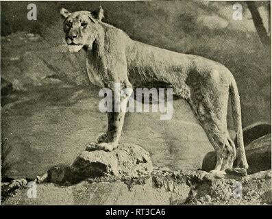 Vintage Foto einer Löwin. Stockfoto