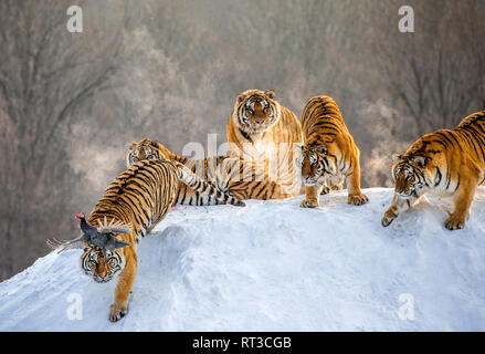 Mehrere sibirische Tiger stehen auf einem verschneiten Hügel und Beute fangen. China. Harbin. Mudanjiang Provinz. Hengdaohezi Park. Siberian Tiger Park. Stockfoto