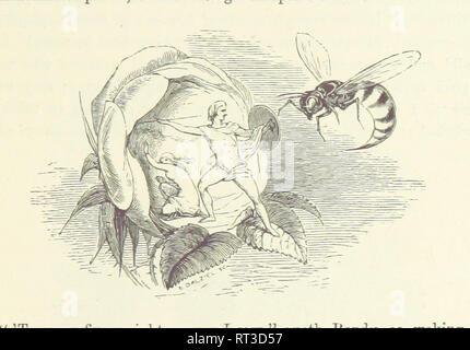 Abwehr einer Wespe Stockfoto