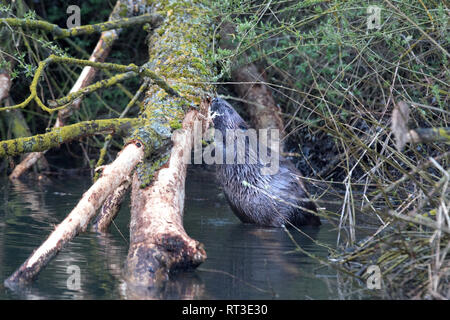 Zerbissen Bäume, Biber, Biber im Morgengrauen, Biber, Castor fiber, Europäische Biber, großes Nagetier, Meister Bockert, nagende, Nagetier, Nages Stockfoto