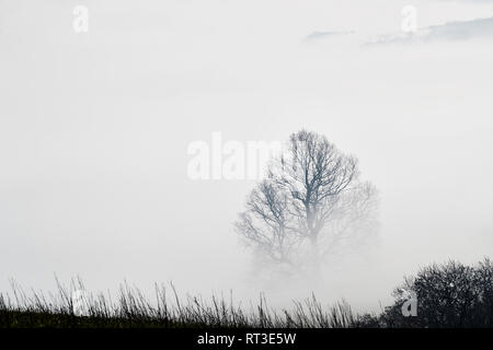 Top Teil einer Baumstruktur, die durch den frühen Morgennebel mit einer Hecke im Vordergrund in einer dramatischen cloud Inversion, Brecon Beacons, Wales, Großbritannien Stockfoto