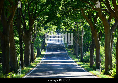 Deutschland, Rügen, leer, von Bäumen gesäumten Straße Stockfoto