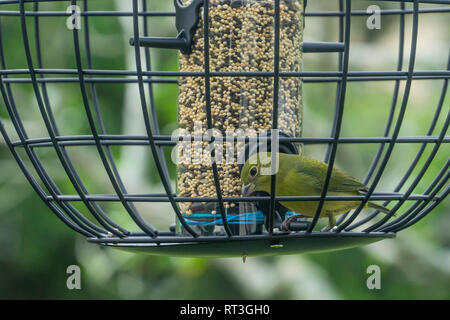 Grüne Weibchen von unreifen männlichen Painted Bunting Bird (Passerina ciris) auf Hinterhof eingesperrt Schrägförderer Stockfoto