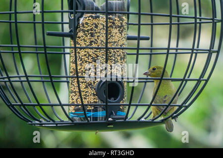 Grüne Weibchen von unreifen männlichen Painted Bunting Bird (Passerina ciris) auf Hinterhof eingesperrt Schrägförderer Stockfoto