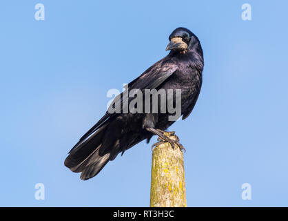 Nach Saatkrähe (Corvus frugilegus) auf einem Pfosten thront, während Sie im Winter in West Sussex, UK, gegen den blauen Himmel. Stockfoto