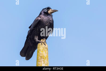 Nach Saatkrähe (Corvus frugilegus) auf einen Post im Winter in West Sussex, UK, gegen den blauen Himmel. Stockfoto