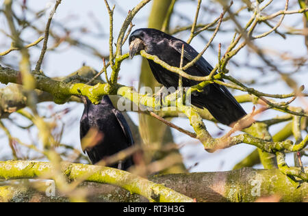 Paar nach Saatkrähen (Corvus frugilegus) in einem Baum im Winter in West Sussex, UK thront. Stockfoto