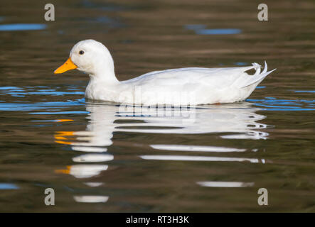 Call Duck (Anas Platyrhynchos), aka Coy Ente oder Lockvogel Ente im Wasser im Winter in West Sussex, UK. Stockfoto