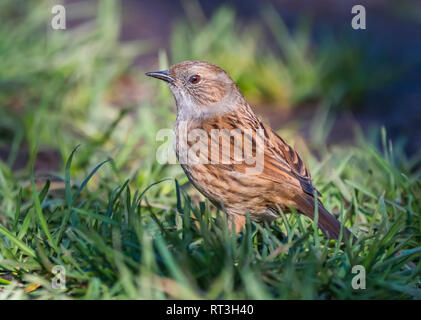 Nach Dunnock Vogel (Phasianus colchicus), aka Hedge Sparrow, stehend auf dem Boden im Winter in West Sussex, UK. Stockfoto