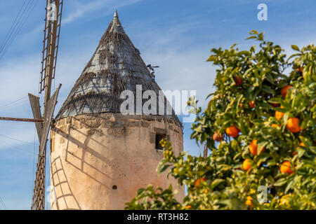 Historische Windmühle von Es Jonquet in der Altstadt von Palma de Mallorca, Mallorca, Balearen, Spanien Stockfoto