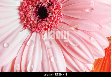 Rosa Gerbera Blume mit Wassertropfen. Tröpfchen auf die gerbera Blütenblätter. Selektive konzentrieren. Stockfoto