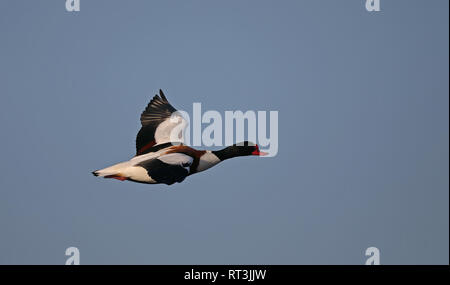 Gewöhnlicher Shelduck, Fliegen Stockfoto