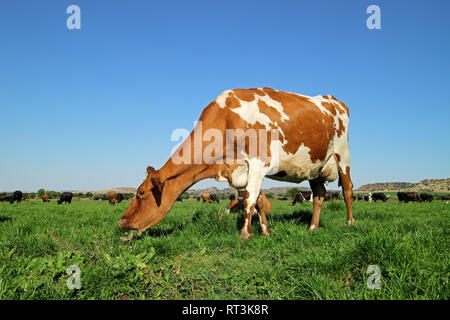 Friesisch-Holstein Milchkuh Beweidung auf die üppigen grünen Weide Stockfoto