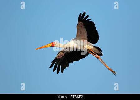 Yellow-billed Stork (mycteria Ibis) im Flug, Krüger Nationalpark, Südafrika Stockfoto