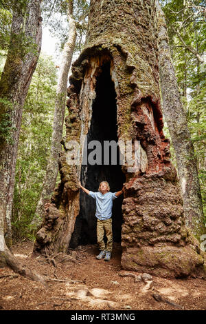 Chile, Puren, El Melado National Park, junge innerhalb eines alten Araucaria Baum Stockfoto