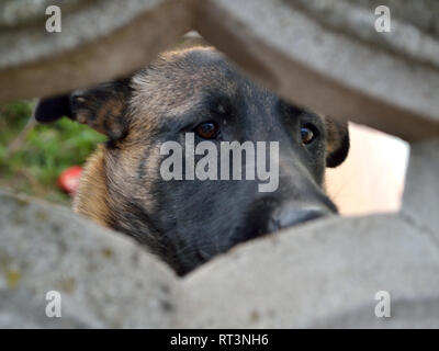 Belgischer hirtenhund malinois schaut durch einen Betonzaun, Canis lupus familiaris Stockfoto