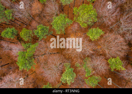 Deutschland, Baden-Württemberg, Schwäbisch Fränkischer Wald, Luftaufnahme von Wald im Herbst Stockfoto