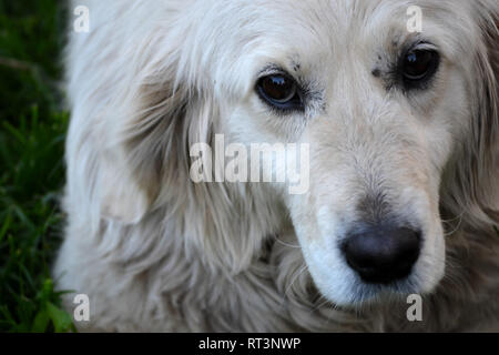 In der Nähe des Golden Retriever Hund Face Stockfoto