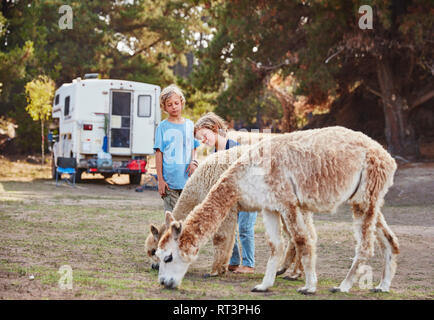 Chile, Vina del Mar, zwei Jungen streicheln Lamas vor ein Wohnmobil im Wald Stockfoto