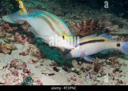 Rainbow monocle bream oder kahle Stelle monocle Bream [Scolopsis temporalis] schwebend über ein Dash-und-dot Meerbarben [Parapeneus barberinus]. West Papua, In Stockfoto