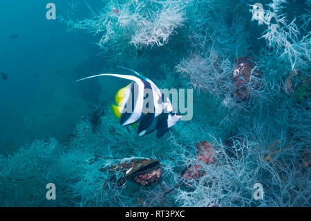 Longfin Wimpelfische [Heniochus acuminatus] mit schwarzen Korallen [Antipathes dichotoma]. West Papua, Indonesien. Stockfoto