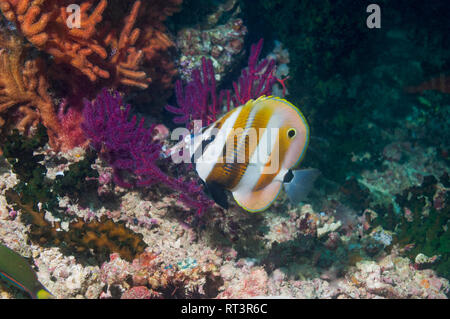 Orange - Coradion chrysozonus gebändert Falterfische []. West Papua, Indonesien. Stockfoto