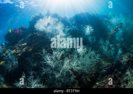 Coral Reef Landschaft mit schwarzen Korallen [Antipathes dichotoma]-Buchsen, zwei-Spot banded Schnapper [Lutjanus biguttatus] und Wellen von Sonnenlicht. West Papua, Stockfoto