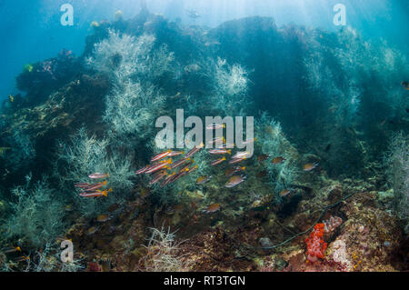 Coral Reef Landschaft mit schwarzen Korallen [Antipathes dichotoma]-Buchsen, zwei-Spot banded Schnapper [Lutjanus biguttatus] und Wellen von Sonnenlicht. West Papua, Stockfoto