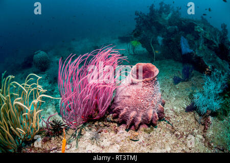 Gorgonie seawhip und ein Fass Schwamm [Xestospongia testudinaria] am Korallenriff. West, Indonesial Pappua Stockfoto