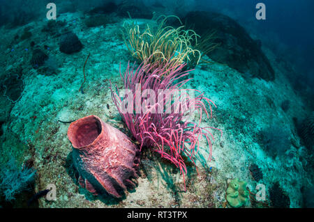 Gorgonie seawhip und ein Fass Schwamm [Xestospongia testudinaria] am Korallenriff. West, Indonesial Pappua Stockfoto