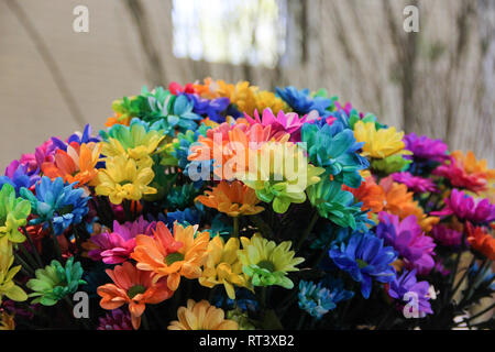 Bunte Regenbogen Haufen wunderschöne Chrysanthemen hautnah. Frühling Blumenstrauß aus chrysanths im Keukenhof flower garden, Niederlande Stockfoto