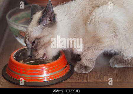 Weiße Katze Essen aus einer Schüssel. Stockfoto