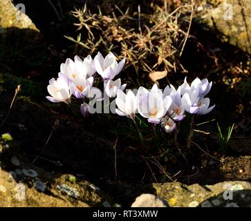 Crocus chrysanthus Zigeunerin auf Waldboden Stockfoto