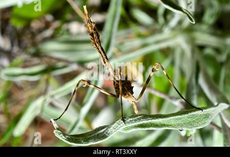 Empusa pennata. Pfeilspitze mantis Stockfoto