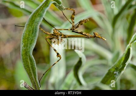 Empusa pennata. Pfeilspitze mantis Stockfoto