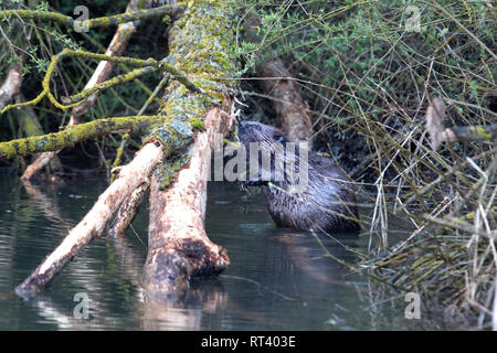 Zerbissen Bäume, Biber, Biber im Morgengrauen, Biber, Castor fiber, Europäische Biber, großes Nagetier, Meister Bockert, nagende, Nagetier, Nages Stockfoto