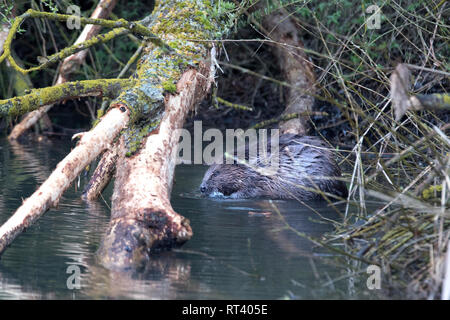 Zerbissen Bäume, Biber, Biber im Morgengrauen, Biber, Castor fiber, Europäische Biber, großes Nagetier, Meister Bockert, nagende, Nagetier, Nages Stockfoto