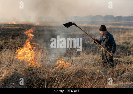 Bursdon Moor, Hartland, Devon, England, UK. Februar 2019. Mann mit einem Gummi Feuer Wendetrommel Werkzeug bei der jährlichen Verbrennung von Ginster und Scheuern Stockfoto