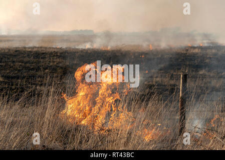 Bursdon Moor, Hartland, Devon, England, UK. Februar 2019. Feuer nahe der Grenze Zaun von Bursdon Moor in North Devon Stockfoto