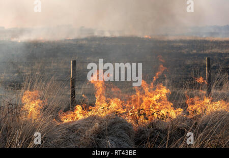 Bursdon Moor, Hartland, Devon, England, UK. Februar 2019. Feuer nahe der Grenze Zaun von Bursdon Moor in North Devon Stockfoto