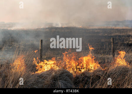 Bursdon Moor, Hartland, Devon, England, UK. Februar 2019. Feuer nahe der Grenze Zaun von Bursdon Moor in North Devon Stockfoto