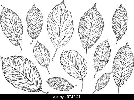 Hand gezeichneten Baum Blätter. Natur, Laub Skizze. Dekorative Vector Illustration Stock Vektor