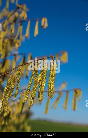 Nahaufnahme von Hazel männliche Kätzchen (Corylus avellana) im Frühjahr vor blauem Himmel Stockfoto