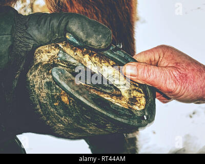 Heiß geschmiedet horshoe wird auf einem Pferde hoaf. Hufschmied mit scharfen Stahl Nägel und kleinen Hammer Nagel. Stockfoto