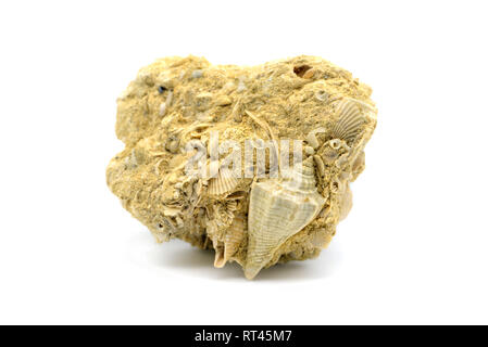 Fossil einer Athleta spinosa Schnecke auf Kalk auf weißem Hintergrund isoliert. in Frankreich gefunden. Stockfoto