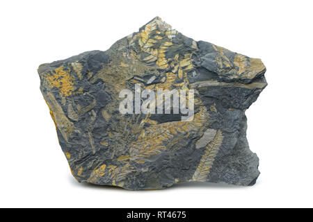 Fossil der Farn Blätter in Slate rock. auf weißem Hintergrund Stockfoto