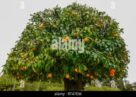 Getrimmt Orange Bäume in Gärten des Alcazar, Cordoba, Spanien. Stockfoto