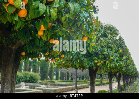 Getrimmt Orange Bäume in Gärten des Alcazar, Cordoba, Spanien. Stockfoto